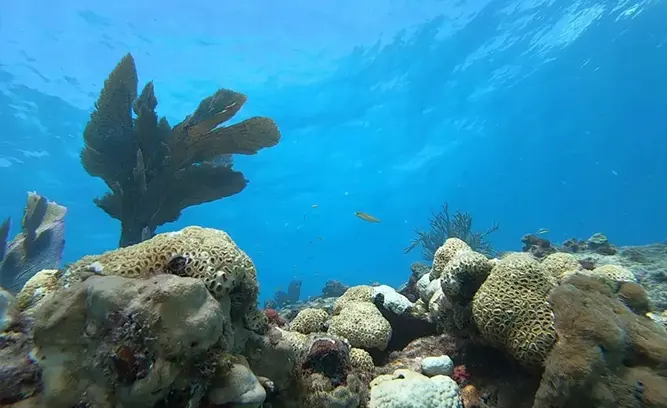 Delta Shoals (10-25 ft)