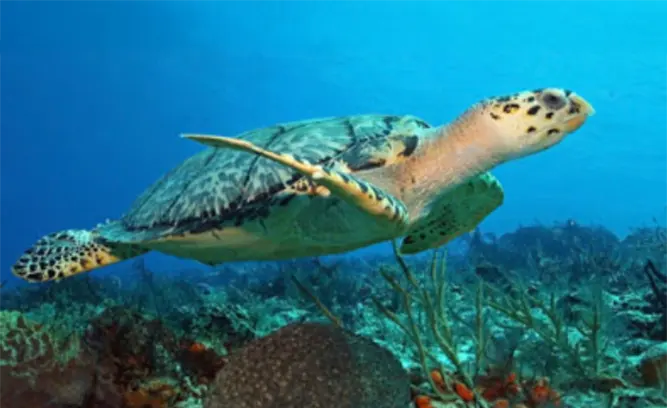 East Washerwoman Shoals (10-20 ft)