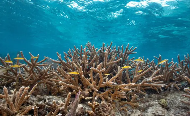 Herman's Behind (15-65 ft)