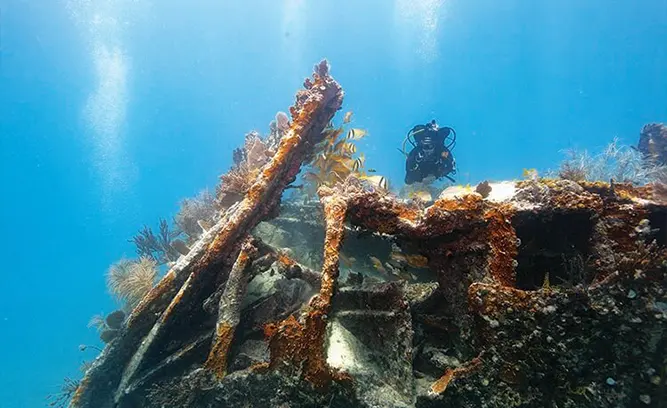Ivory Wreck (15 ft)
