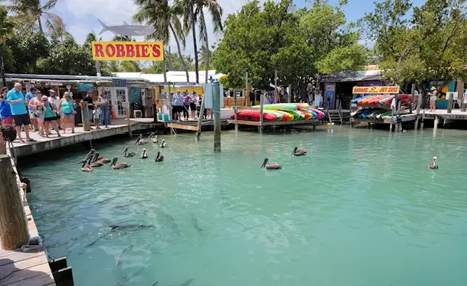 Robbie’s Marina of Islamorada