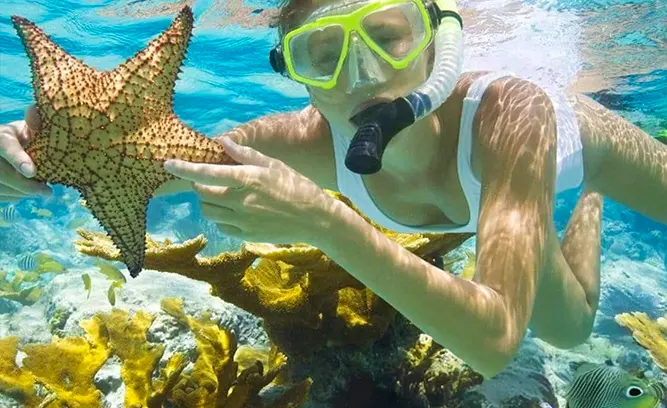 Starfish Snorkeling